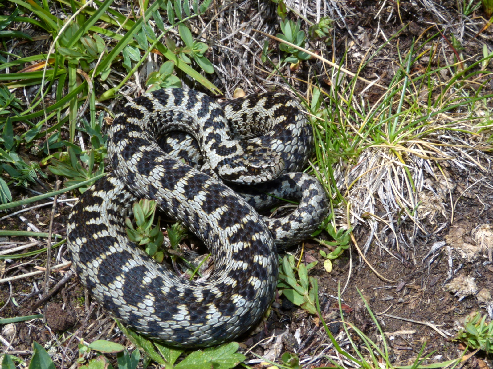 Vipera darevskii sakoi Gumustug, Gumushane Province (1)